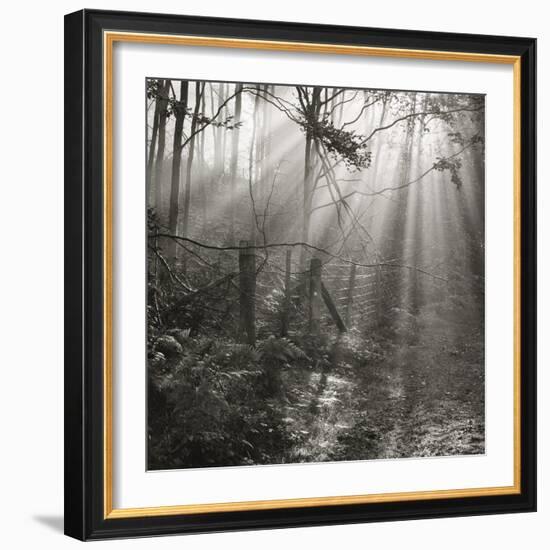Fence, Parkland Woods 1985 From the Secret Forest Of Dean Series-Fay Godwin-Framed Giclee Print
