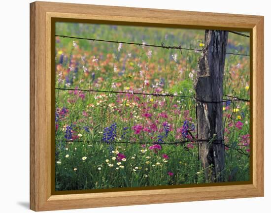 Fence Post and Wildflowers, Lytle, Texas, USA-Darrell Gulin-Framed Premier Image Canvas