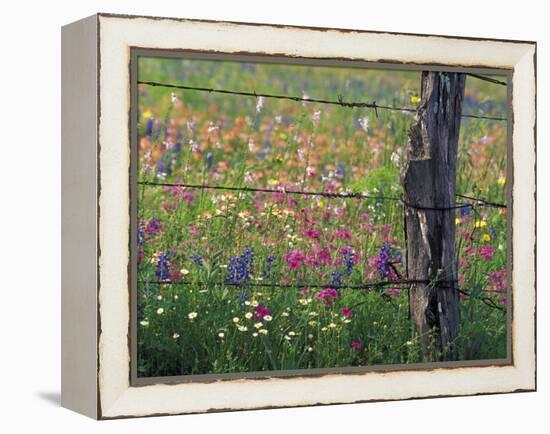 Fence Post and Wildflowers, Lytle, Texas, USA-Darrell Gulin-Framed Premier Image Canvas