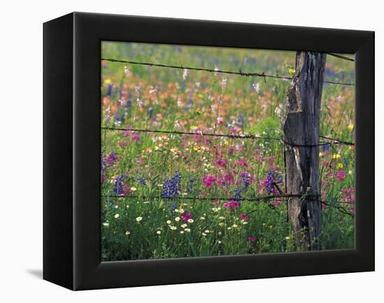 Fence Post and Wildflowers, Lytle, Texas, USA-Darrell Gulin-Framed Premier Image Canvas