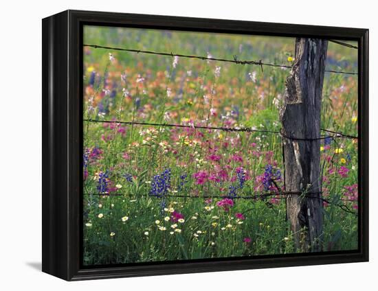 Fence Post and Wildflowers, Lytle, Texas, USA-Darrell Gulin-Framed Premier Image Canvas