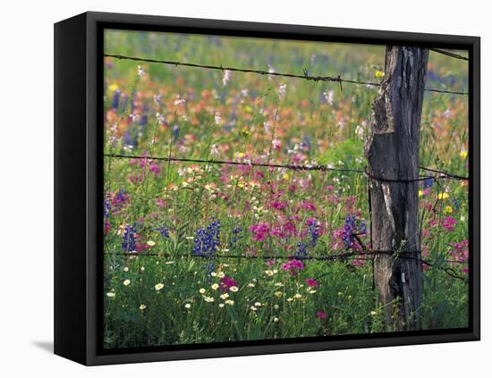 Fence Post and Wildflowers, Lytle, Texas, USA-Darrell Gulin-Framed Premier Image Canvas