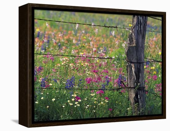 Fence Post and Wildflowers, Lytle, Texas, USA-Darrell Gulin-Framed Premier Image Canvas