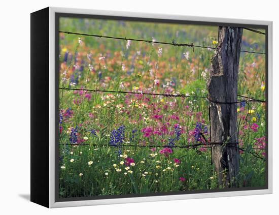 Fence Post and Wildflowers, Lytle, Texas, USA-Darrell Gulin-Framed Premier Image Canvas