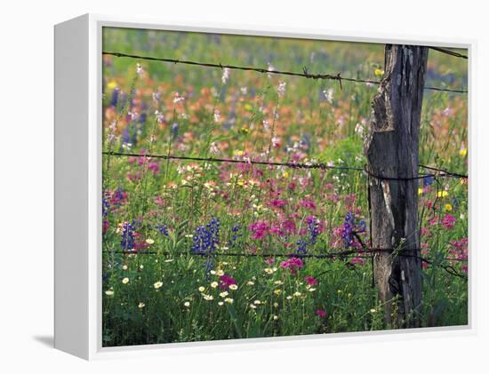 Fence Post and Wildflowers, Lytle, Texas, USA-Darrell Gulin-Framed Premier Image Canvas