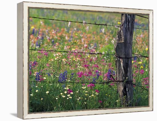 Fence Post and Wildflowers, Lytle, Texas, USA-Darrell Gulin-Framed Premier Image Canvas