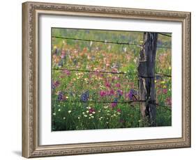 Fence Post and Wildflowers, Lytle, Texas, USA-Darrell Gulin-Framed Photographic Print