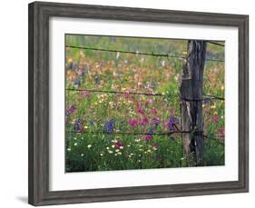 Fence Post and Wildflowers, Lytle, Texas, USA-Darrell Gulin-Framed Photographic Print