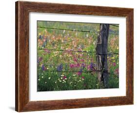 Fence Post and Wildflowers, Lytle, Texas, USA-Darrell Gulin-Framed Photographic Print