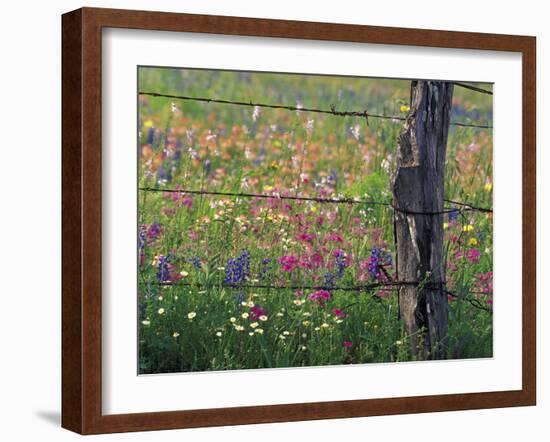 Fence Post and Wildflowers, Lytle, Texas, USA-Darrell Gulin-Framed Photographic Print