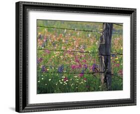 Fence Post and Wildflowers, Lytle, Texas, USA-Darrell Gulin-Framed Photographic Print