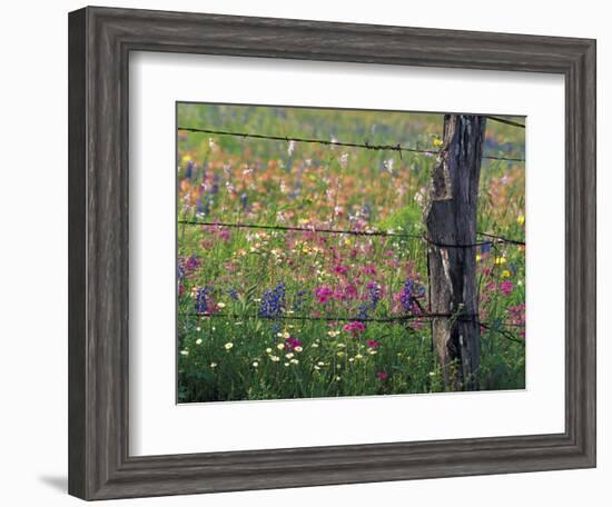 Fence Post and Wildflowers, Lytle, Texas, USA-Darrell Gulin-Framed Premium Photographic Print