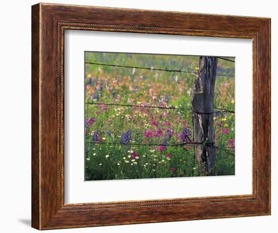 Fence Post and Wildflowers, Lytle, Texas, USA-Darrell Gulin-Framed Photographic Print