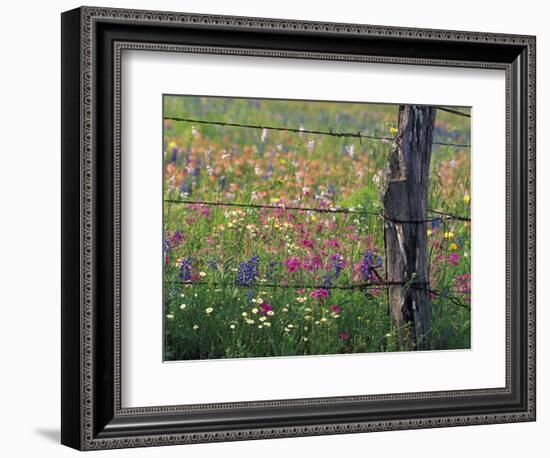 Fence Post and Wildflowers, Lytle, Texas, USA-Darrell Gulin-Framed Photographic Print