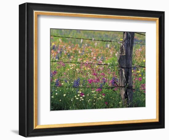 Fence Post and Wildflowers, Lytle, Texas, USA-Darrell Gulin-Framed Photographic Print