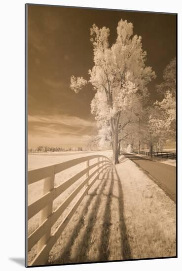 Fence, Shadows, & Trees, Kentucky 08-Monte Nagler-Mounted Photographic Print