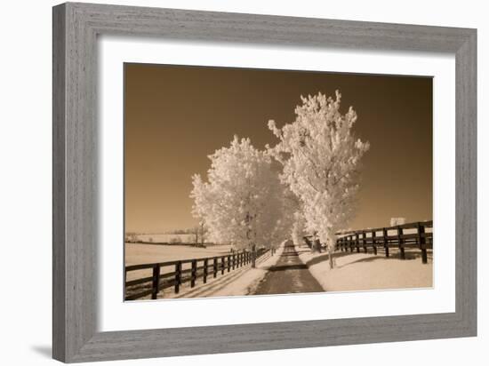 Fence & Trees, Kentucky 08-Monte Nagler-Framed Photographic Print