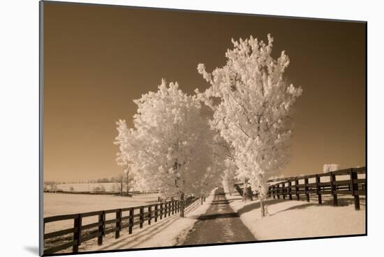 Fence & Trees, Kentucky 08-Monte Nagler-Mounted Photographic Print