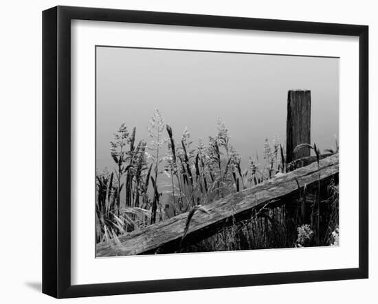 Fenced Flora-Laura Warren-Framed Giclee Print