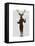 Fencing Deer Full-Fab Funky-Framed Stretched Canvas