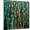 Feng Shui Cane-Herb Dickinson-Mounted Photographic Print