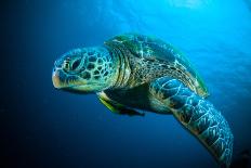 Sea Turtle Swimming Bunaken Sulawesi Indonesia Mydas Chelonia Underwater Photo-fenkieandreas-Premier Image Canvas