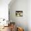 Fennec (Desert Fox)-Nico Tondini-Photographic Print displayed on a wall