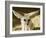 Fennec (Desert Fox)-Nico Tondini-Framed Photographic Print