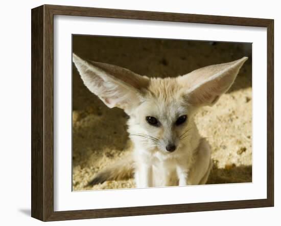 Fennec (Desert Fox)-Nico Tondini-Framed Photographic Print