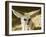 Fennec (Desert Fox)-Nico Tondini-Framed Photographic Print