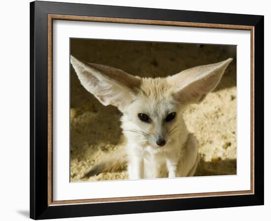 Fennec (Desert Fox)-Nico Tondini-Framed Photographic Print