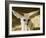 Fennec (Desert Fox)-Nico Tondini-Framed Photographic Print