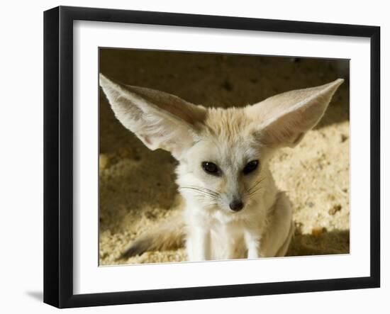 Fennec (Desert Fox)-Nico Tondini-Framed Photographic Print