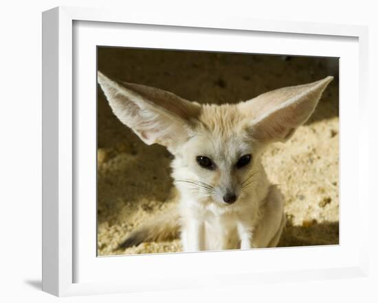 Fennec (Desert Fox)-Nico Tondini-Framed Photographic Print