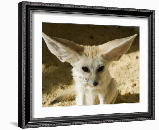 Fennec (Desert Fox)-Nico Tondini-Framed Photographic Print