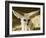 Fennec (Desert Fox)-Nico Tondini-Framed Photographic Print