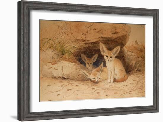 Fennec Fox - Canis Cerdo-Joseph Wolf-Framed Giclee Print