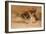 Fennec Fox - Canis Cerdo-Joseph Wolf-Framed Giclee Print