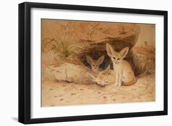 Fennec Fox - Canis Cerdo-Joseph Wolf-Framed Giclee Print