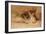 Fennec Fox - Canis Cerdo-Joseph Wolf-Framed Giclee Print