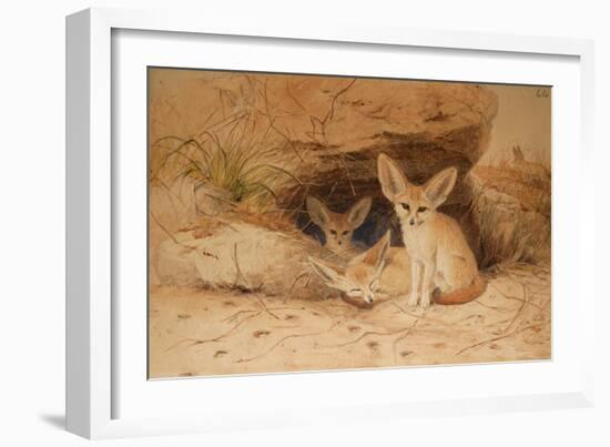 Fennec Fox - Canis Cerdo-Joseph Wolf-Framed Giclee Print