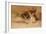 Fennec Fox - Canis Cerdo-Joseph Wolf-Framed Giclee Print