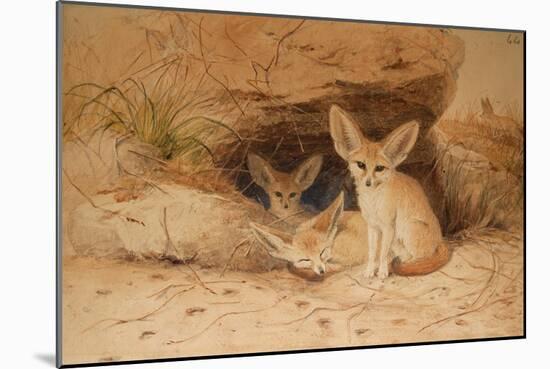 Fennec Fox - Canis Cerdo-Joseph Wolf-Mounted Giclee Print