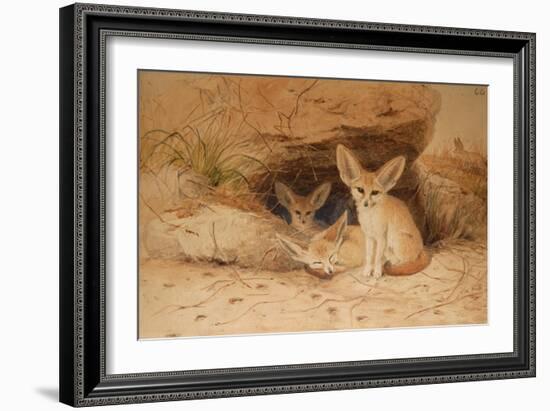 Fennec Fox - Canis Cerdo-Joseph Wolf-Framed Giclee Print