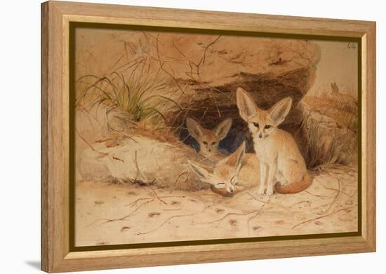 Fennec Fox - Canis Cerdo-Joseph Wolf-Framed Premier Image Canvas