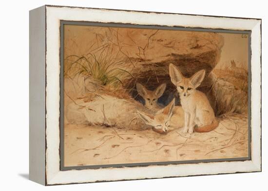 Fennec Fox - Canis Cerdo-Joseph Wolf-Framed Premier Image Canvas
