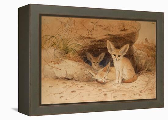 Fennec Fox - Canis Cerdo-Joseph Wolf-Framed Premier Image Canvas