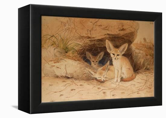 Fennec Fox - Canis Cerdo-Joseph Wolf-Framed Premier Image Canvas