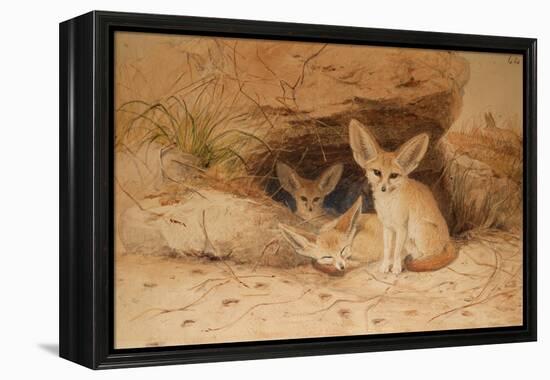 Fennec Fox - Canis Cerdo-Joseph Wolf-Framed Premier Image Canvas