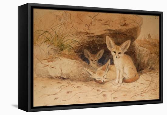 Fennec Fox - Canis Cerdo-Joseph Wolf-Framed Premier Image Canvas